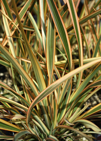 Phormium 'Waitara Gold'